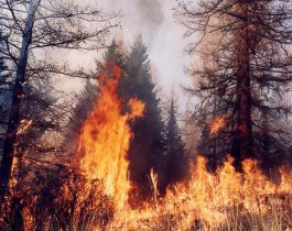 В Челябинской области начались лесные пожары