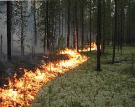 В Челябинской области за неделею сгорело 47 гектаров леса