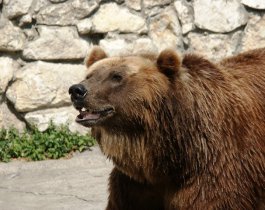 В челябинском зоопарке пройдет День медведя