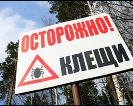4240 человек пострадало от укусов клещей в Челябинской области