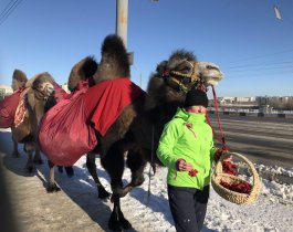  Караван верблюдов привёз рябину в Челябинск