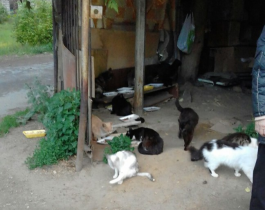 Животных, выживших после пожара в «кошачьем приюте» в Каслях, обещают отравить