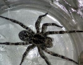 ������� ��������� ���������. ����