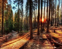 Южный Урал получит из федерального бюджета 20 миллионов на защиту лесов