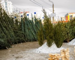 Предпринимателей, устроивших ёлочные свалки в Челябинске, внесут в чёрный список