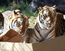 Челябинский зоопарк просит у жителей большие коробки для больших кошек