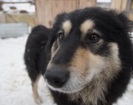 На северо-западе Челябинска отменили карантин по бешенству животных
