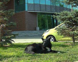 Стая собак держит в страхе сотрудников бизнес-центра в Челябинске