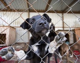 Глава Челябинска рассказал, что станет с бездомными собаками «ГорЭкоЦентра»